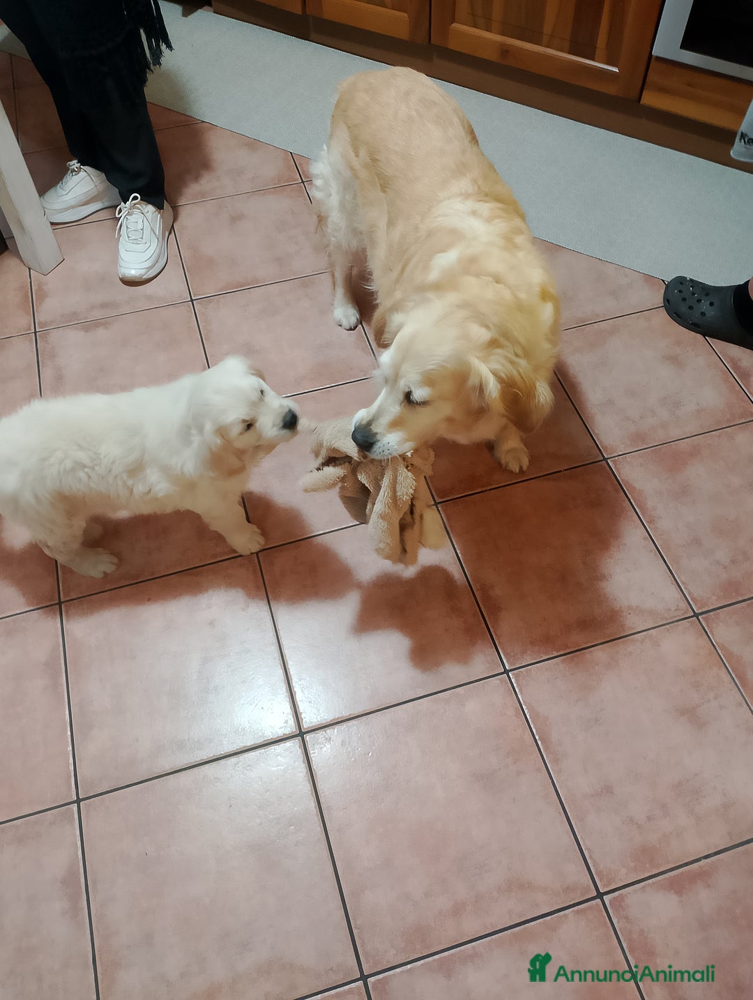 Golden Retriever cani in vendita: Cucciolo Golden Retriever Pedrigree a Provincia di Bergamo - Immagine 3