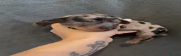 Bassotto cani in vendita: Bassotti a pelo lungo  - Annuncio 5