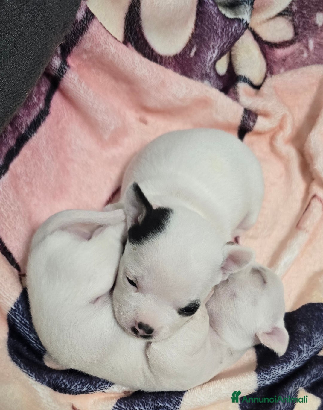 Chihuahua cani in vendita: Cuccioli di chihuahua - Annuncio 3