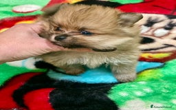 Volpino Pomerania cani in vendita: Volpino Pomerania Pedigree  a Provincia di Pavia - Immagine 3