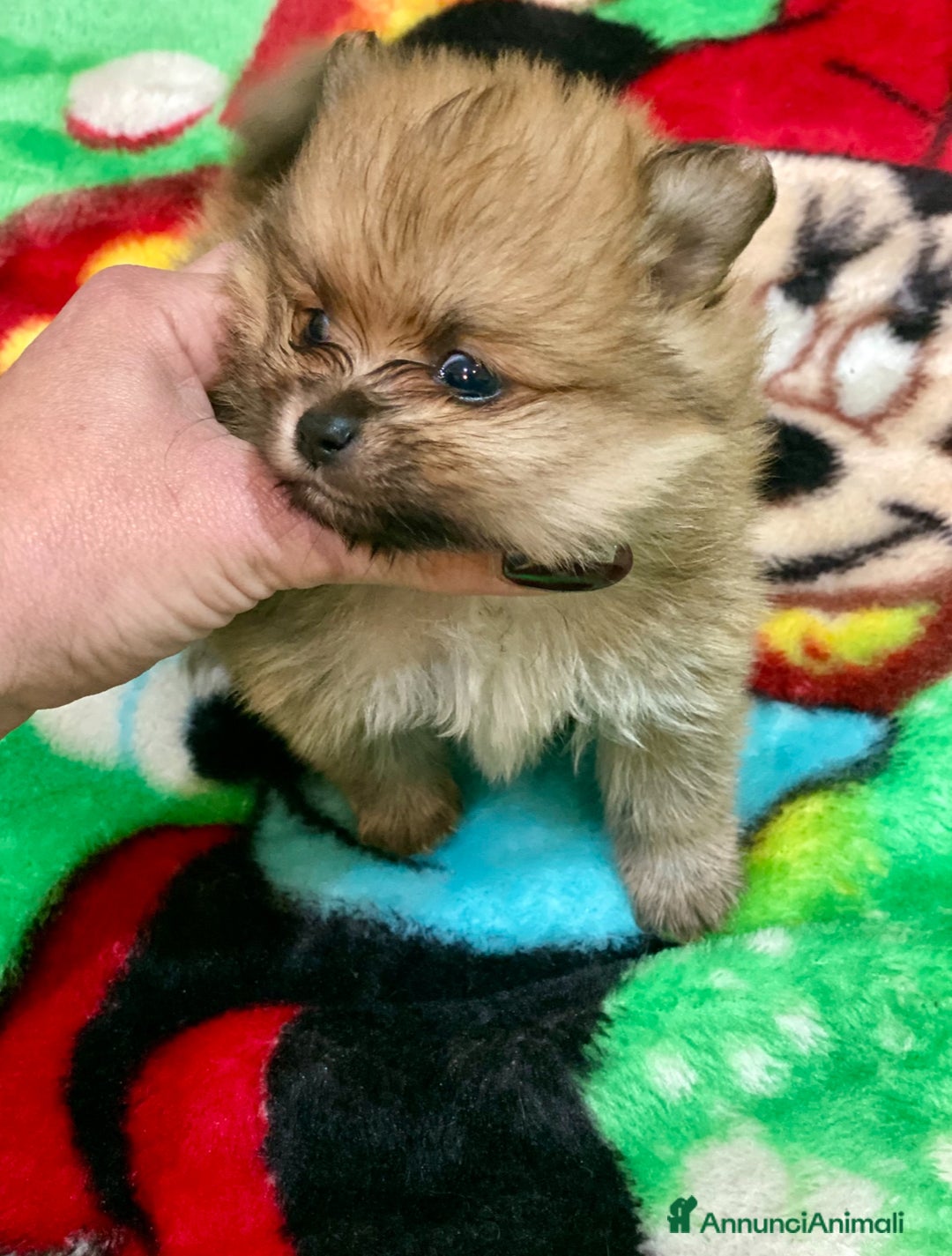 Volpino Pomerania cani in vendita: Volpino Pomerania Pedigree  a Provincia di Pavia - Immagine 3