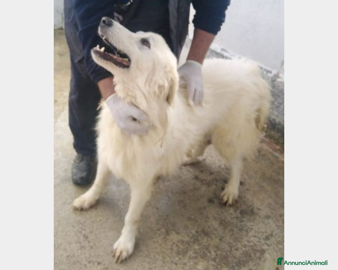 Meticcio cani in regalo: 4anni tg grande IN BOX H 24 SENZA MAI USCIRE!SUD a Milano - Annuncio 1