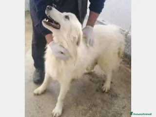 Meticcio cani 4anni tg grande IN BOX H 24 SENZA MAI USCIRE!SUD - Annuncio 29