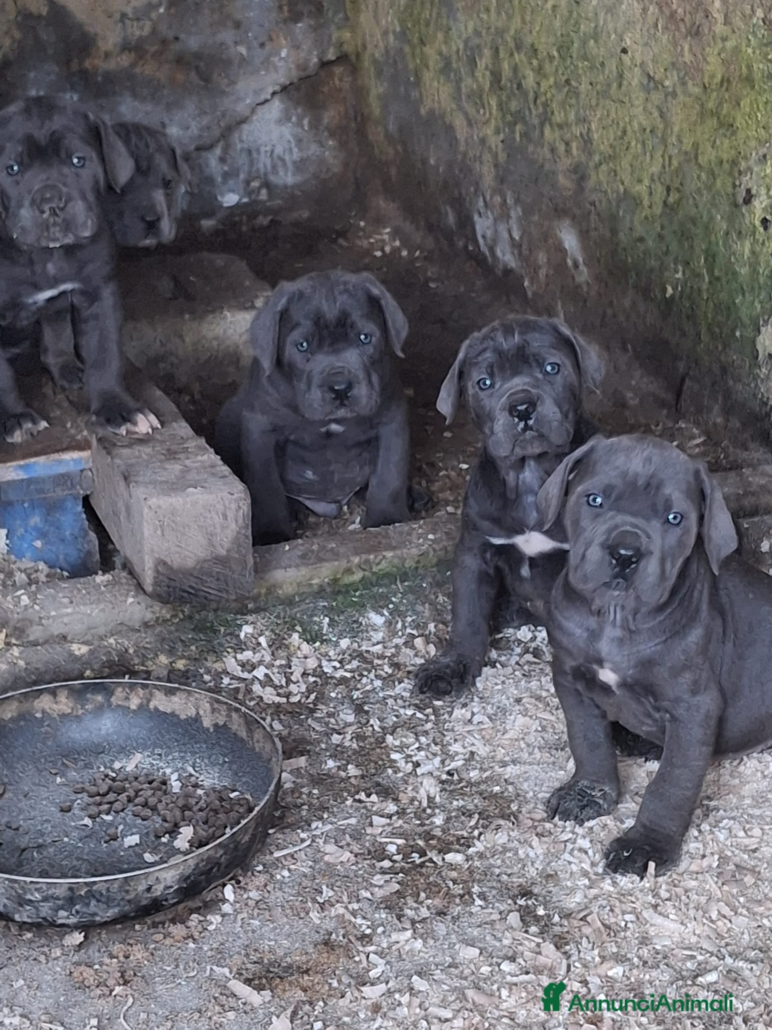 Cane Corso cani Cuccioli cane corso  - Annuncio 1