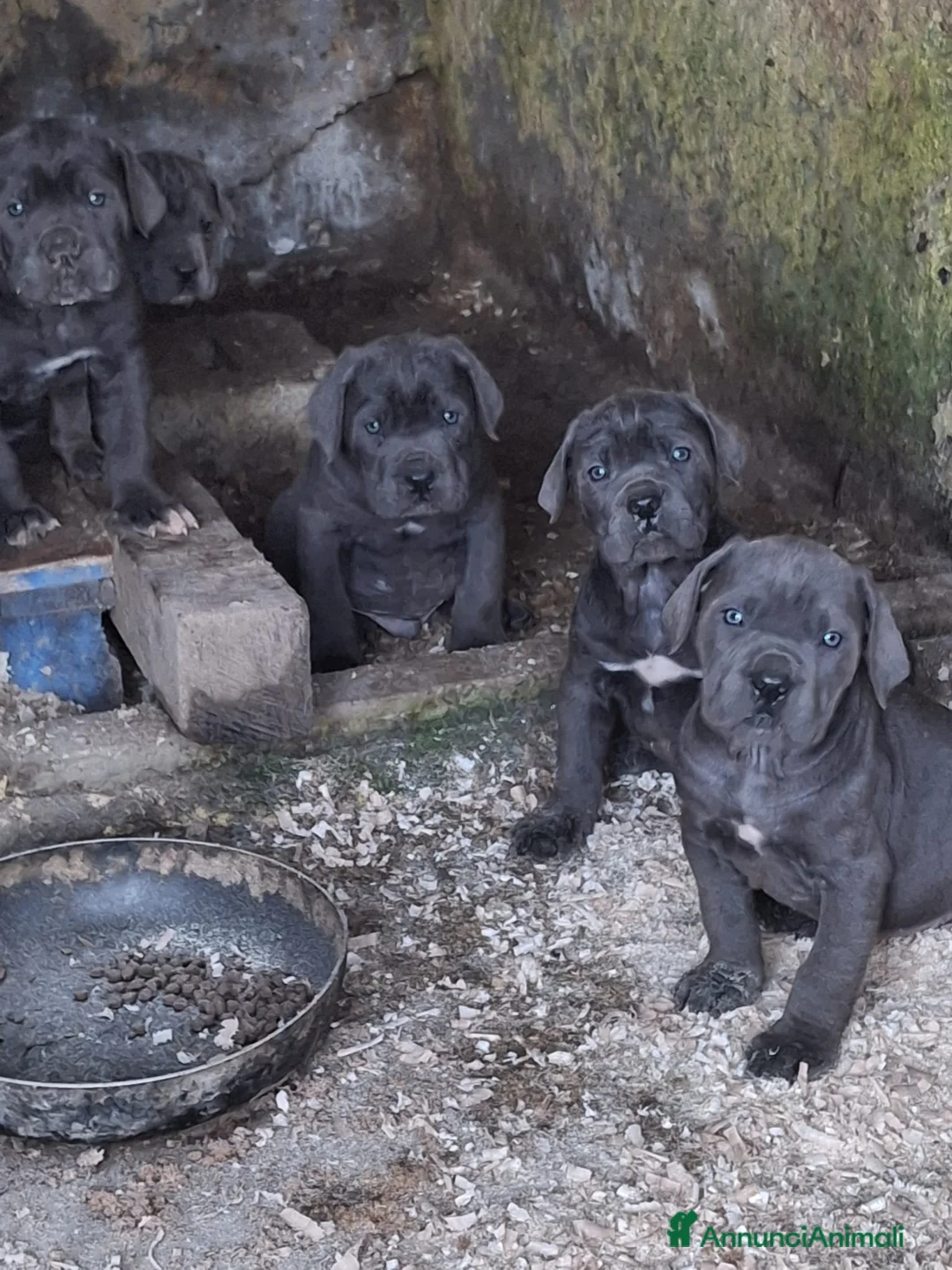 Cane Corso cani in vendita: Cuccioli cane corso  - Annuncio 1