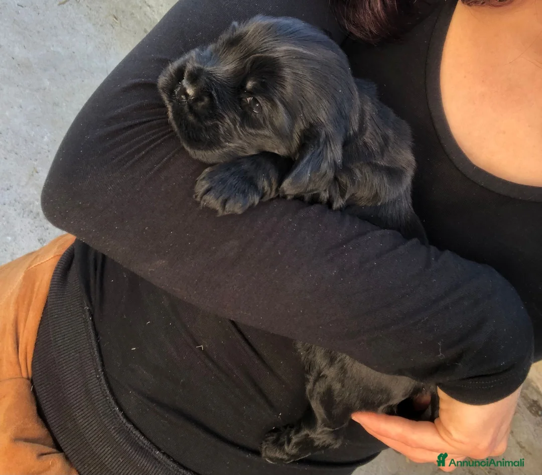 Cocker cani in vendita: Cuccioli di cocker spaniel con pedigree ENCI a Città metropolitana di Roma Capitale - Annuncio 2