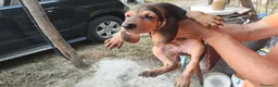 Segugio cani in vendita: Segugio Italiano - Annuncio 8