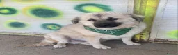 Meticcio cani in regalo: Gianni 1anno splendido salvato mesi fa.LECCO SOS  - Annuncio 4