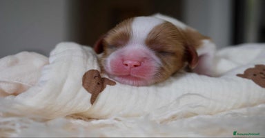 Cavalier King cani - Annuncio 14