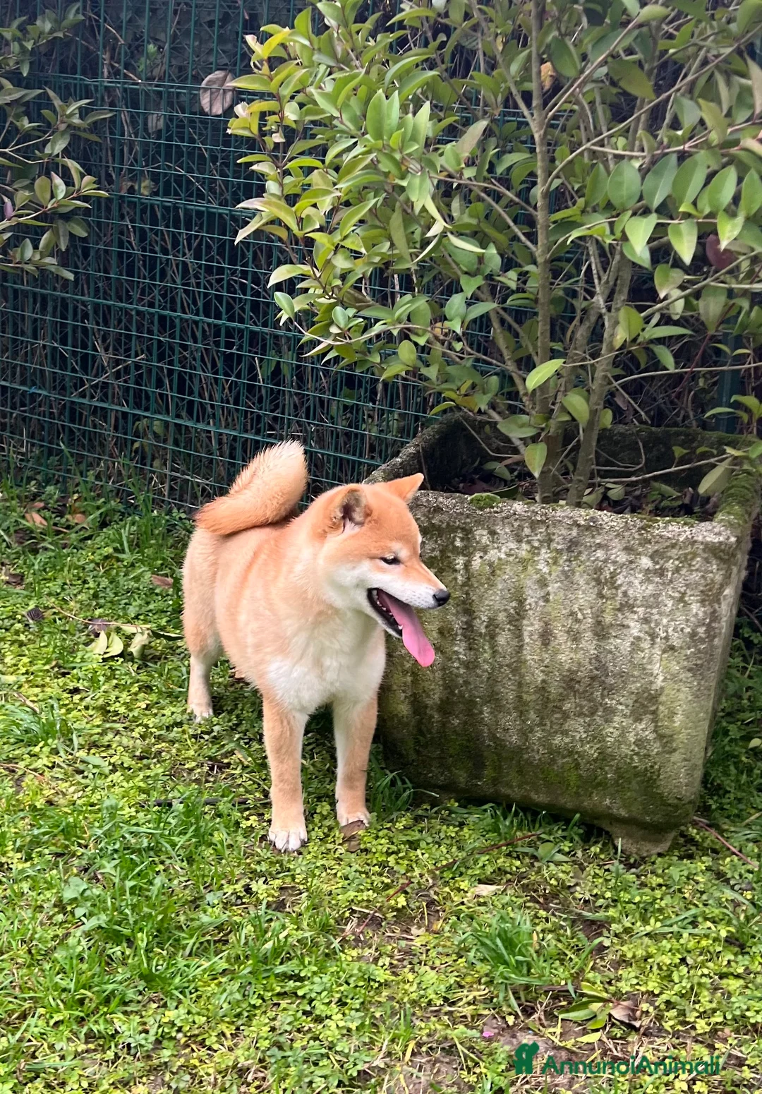 Shiba Inu cani in vendita: Shiba inu cuccioli  - Annuncio 30