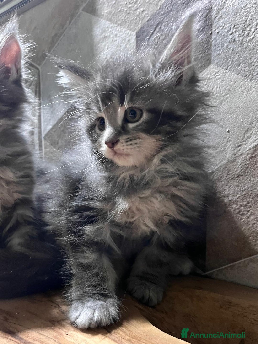 Maine Coon gatti in vendita: Meravigliosa cucciola di Maine Coon  - Annuncio 3
