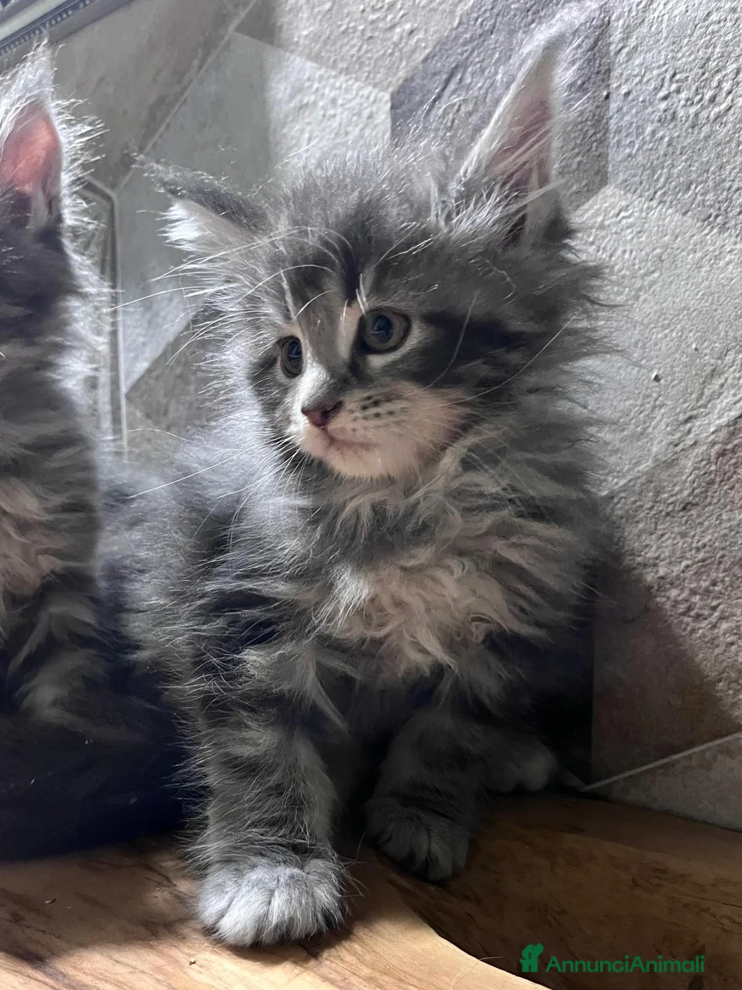 Maine Coon gatti in vendita: Meravigliosa cucciola di Maine Coon  - Annuncio 3
