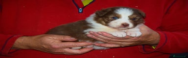 Australian Shepherd Cucciolo 6