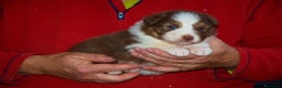 Australian Shepherd cani in vendita: Cuccioli di pastore australiano  - Annuncio 3