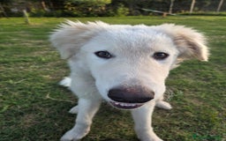 Pastore Maremmano cani in regalo: Meraviglioso blue - Immagine 2