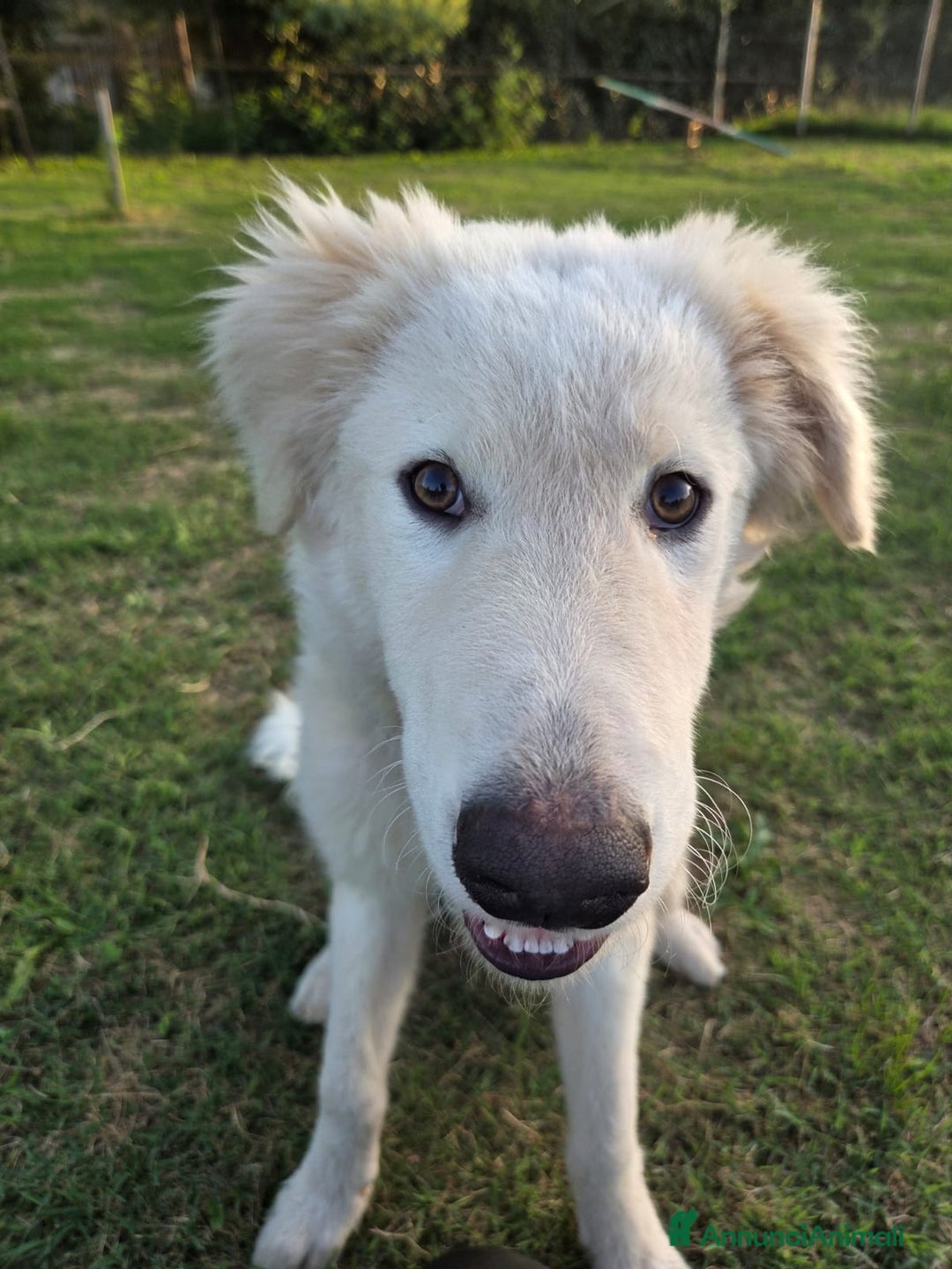 Pastore Maremmano cani in regalo: Meraviglioso blue - Annuncio 2