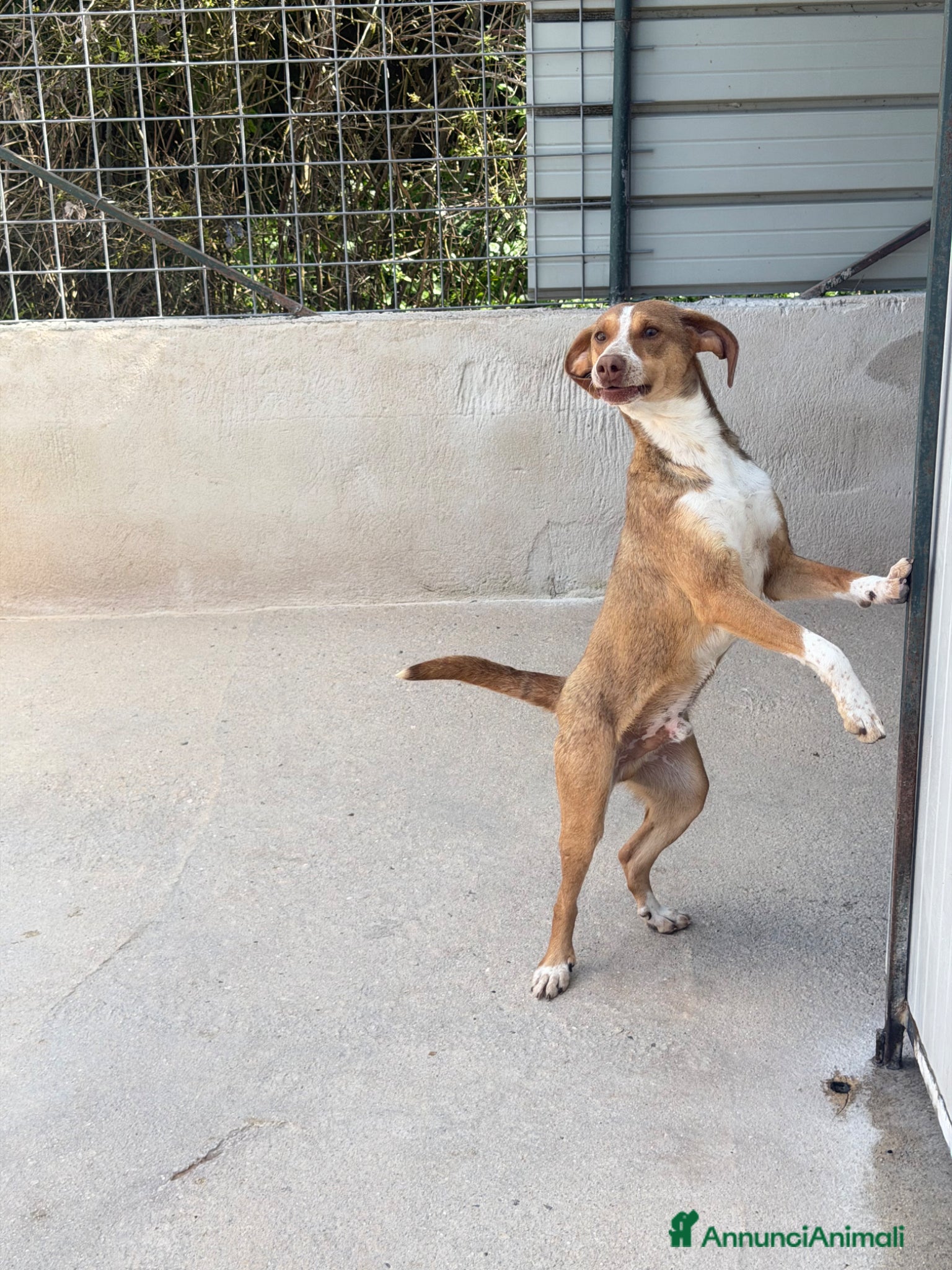 Meticcio cani Fly taglia medio piccola  - Annuncio 14