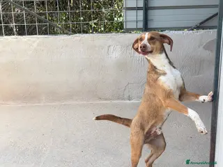 Meticcio cani Fly taglia medio piccola - Annuncio 17