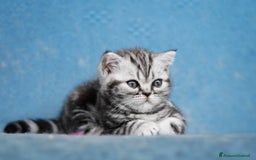 British gatti in vendita: Cuccioli British shorthair Black Silver Tabby a Provincia di Como - Immagine 1