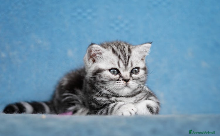 British gatti a Provincia di Como - Annuncio 1