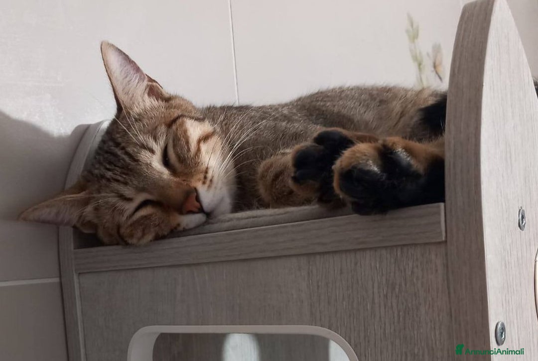 Europeo gatti in regalo: Tenero micino da adottare, JAMES! - Annuncio 3