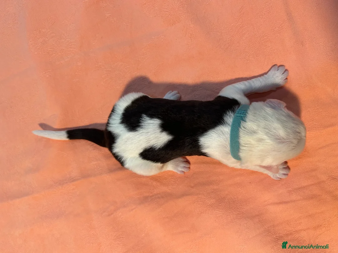 Bobtail cani in vendita: Cuccioli di Bobtail  - Annuncio 10