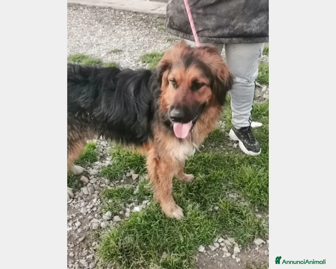 Meticcio cani in regalo: 4anni mix pastore pelo lungo aspetta ancoraCASERTA a Milano - Annuncio 2