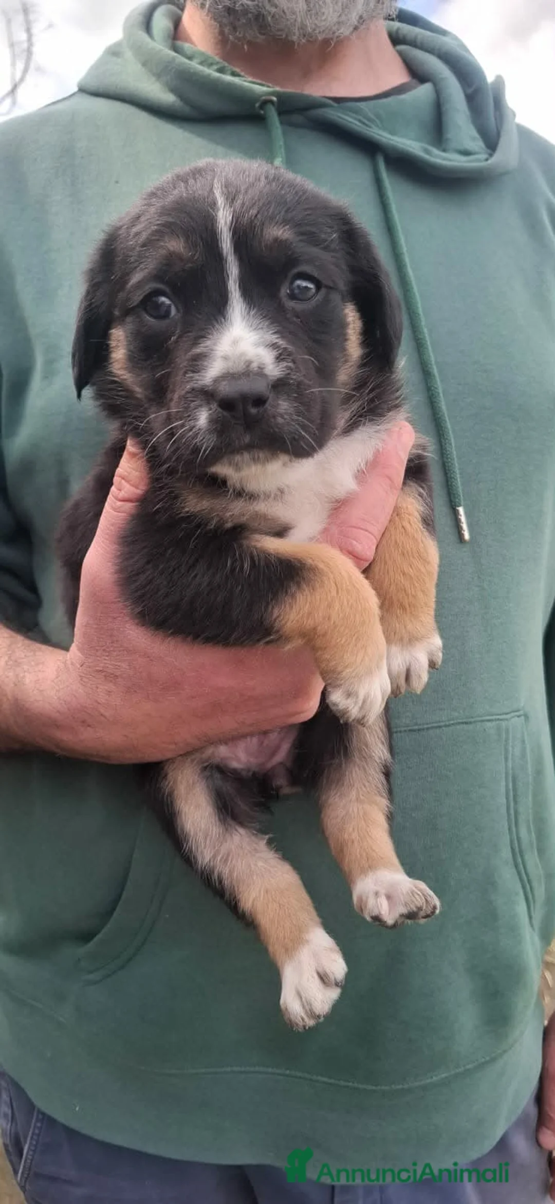 Meticcio cani in regalo: stupendi cuccioli - Annuncio 9