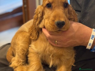 Cocker cani Cucciola Femmina Cocker Spanile Inglese - Annuncio 7