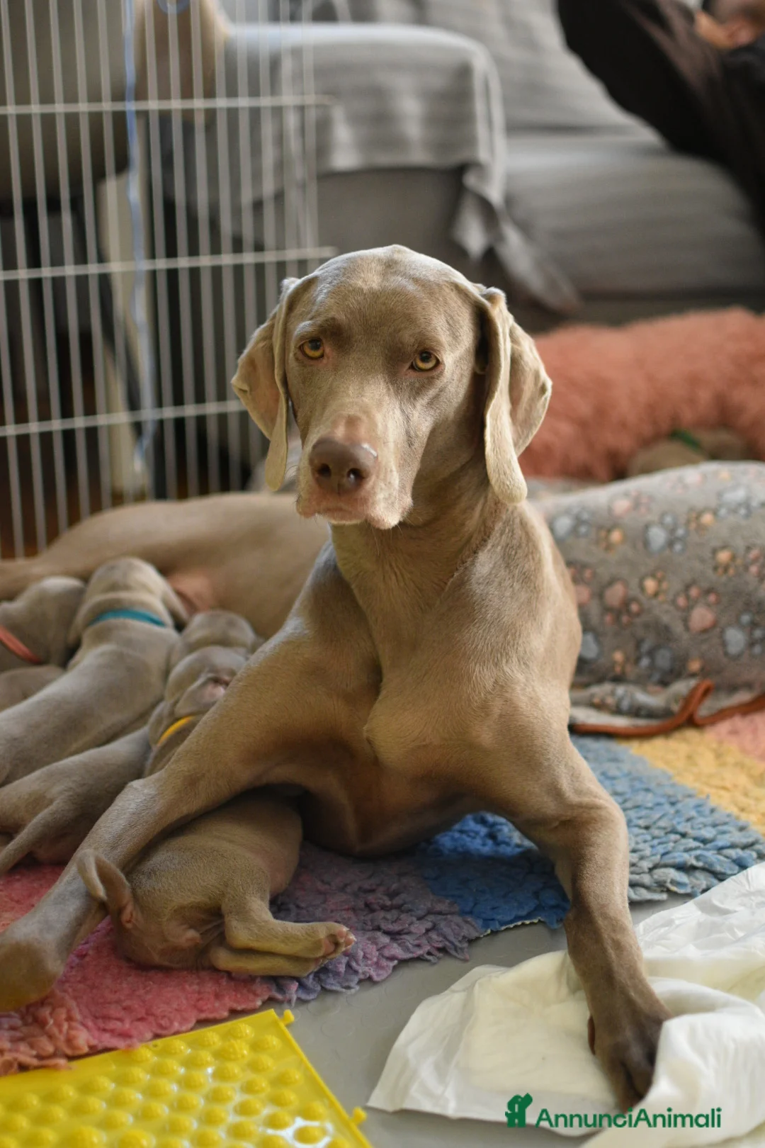 Weimaraner cani in vendita: Cucciolo weimaraner maschio a Provincia di Pistoia - Annuncio 14