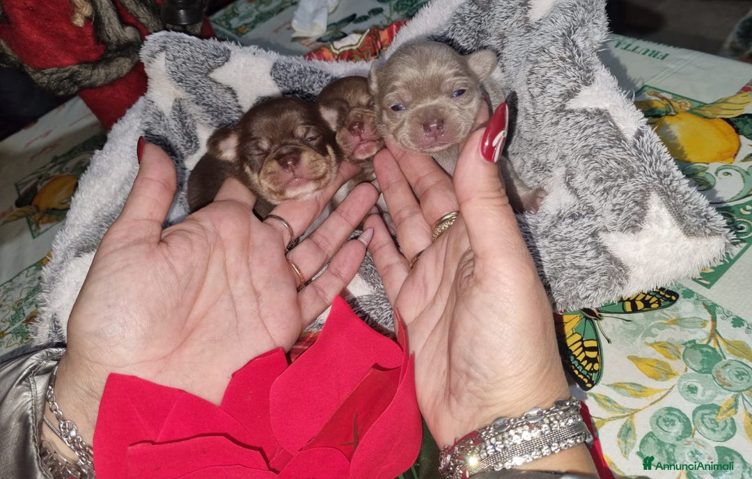 Chihuahua cani in vendita: Cuccioli di chiuhauha toy puri  - Annuncio 9