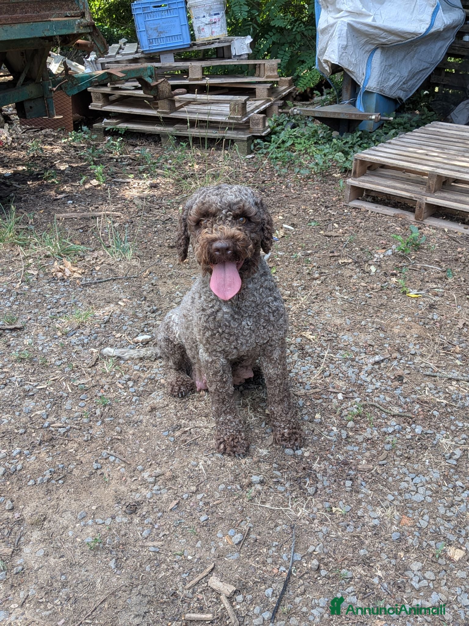 Lagotto cani Cuccioli di lagotto  - Annuncio 27