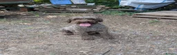 Lagotto cani in vendita: Cuccioli di lagotto  a Provincia di Viterbo - Annuncio 1