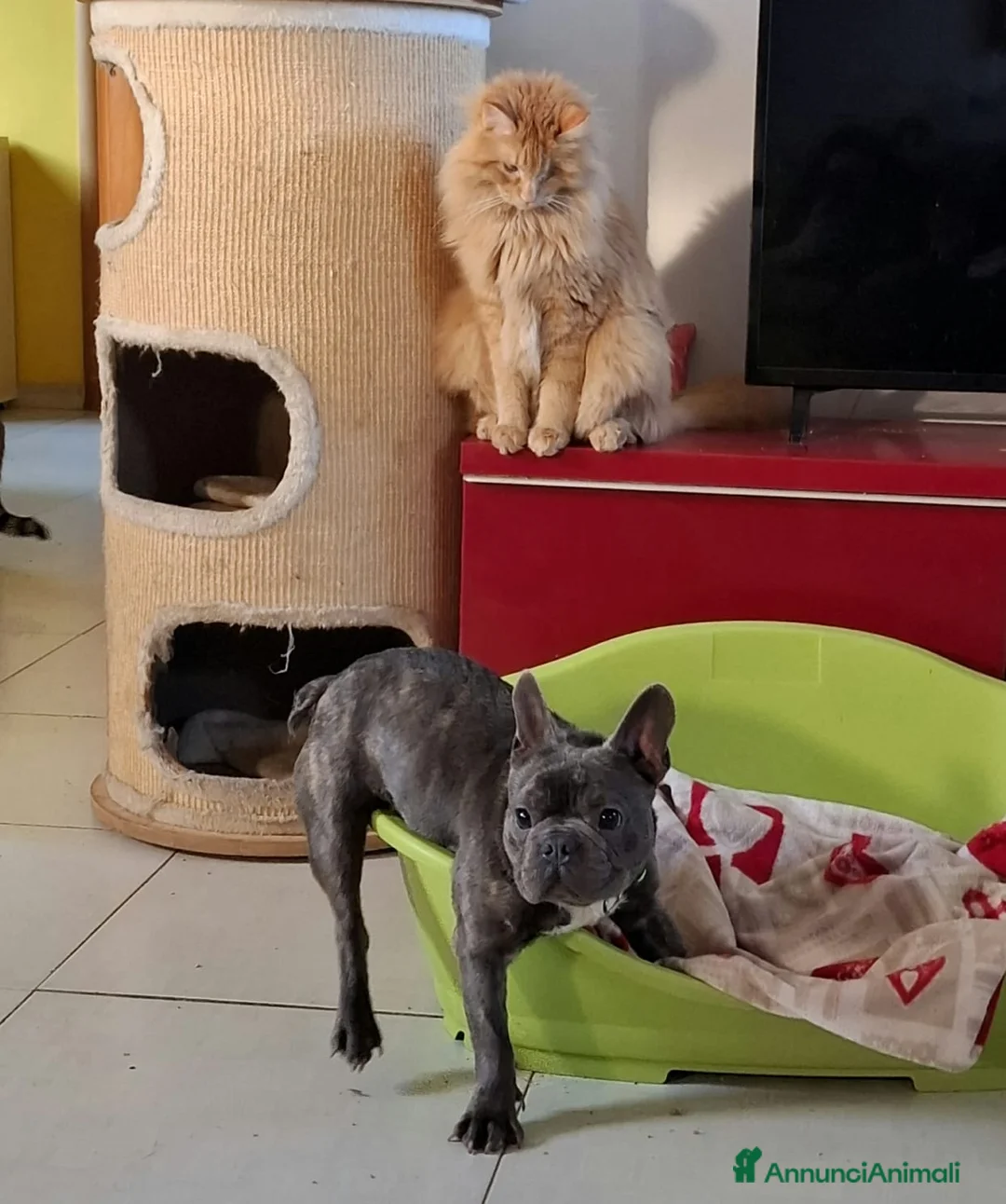 Bulldog Francese cani in regalo: Shamus Cerca Famiglia. Info Monica 3890238584 - Annuncio 7