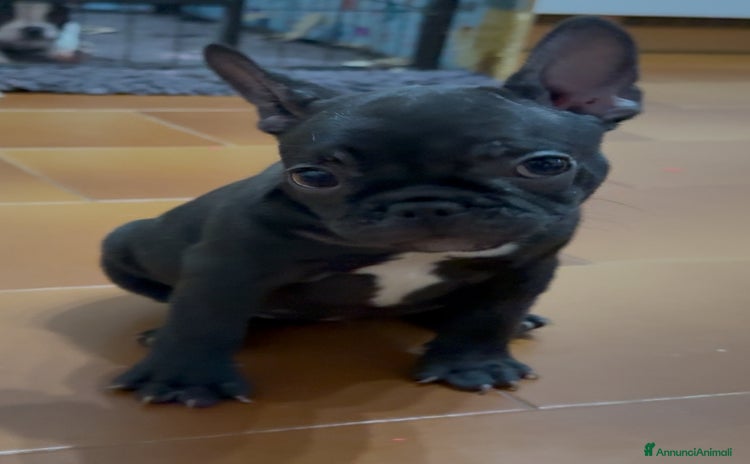 Bulldog Francese cani - Annuncio 6