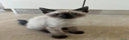 Siamese gatti in vendita: Siamesini - Annuncio 5
