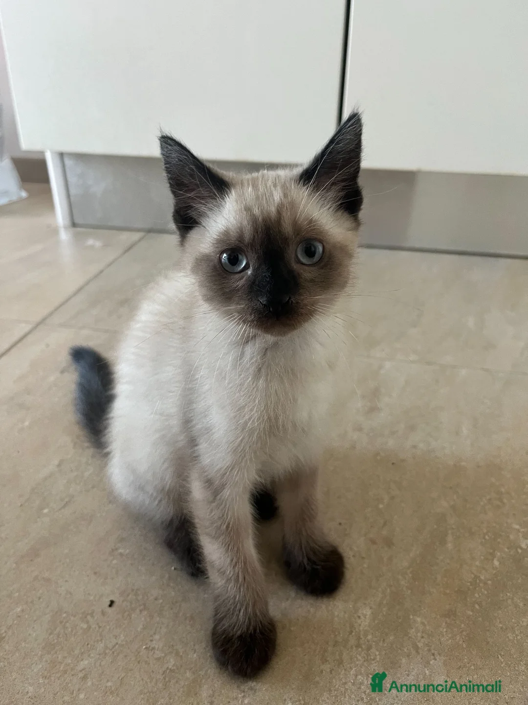 Siamese gatti in vendita: Siamesini - Annuncio 5