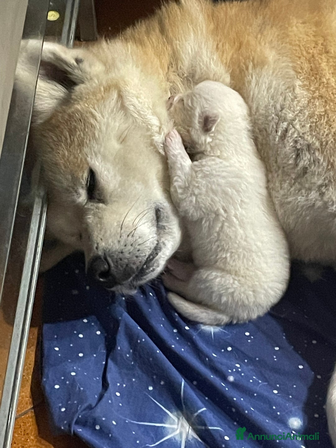 Akita Inu cani in vendita: 🌸 Hime Sakura cerca una famiglia 🌸 a Città Metropolitana di Torino - Immagine 11