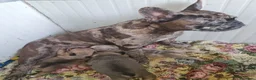 Bulldog Francese cani in vendita: Bulldog francese lillac merle - Annuncio 7