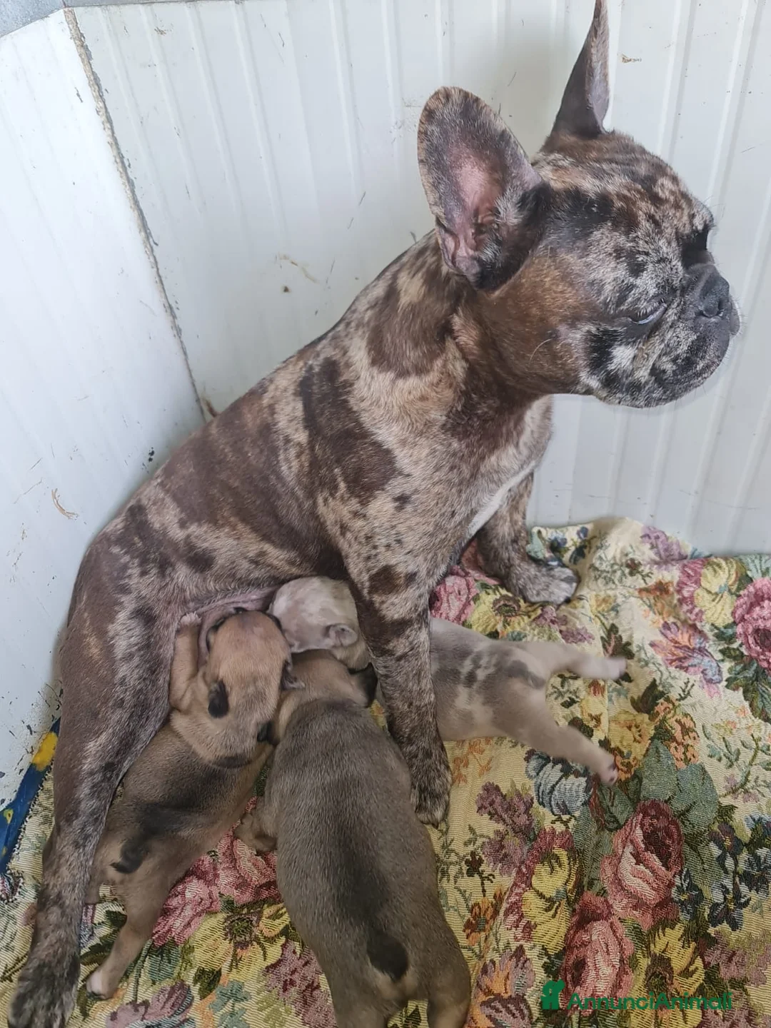 Bulldog Francese cani in vendita: Bulldog francese lillac merle - Annuncio 7