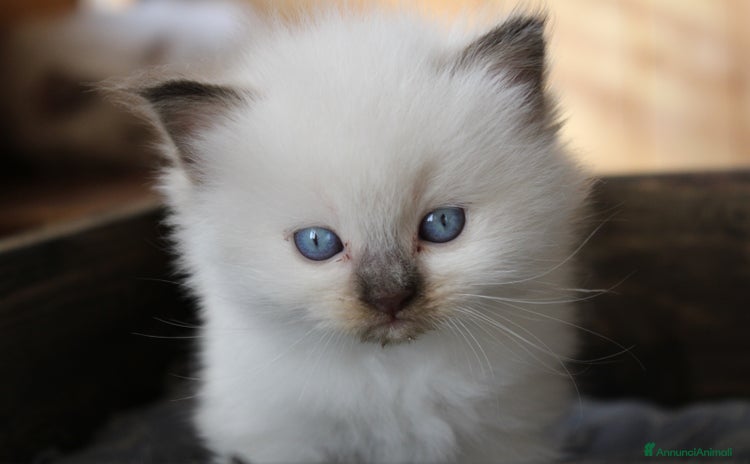 Ragdoll gatti - Annuncio 1