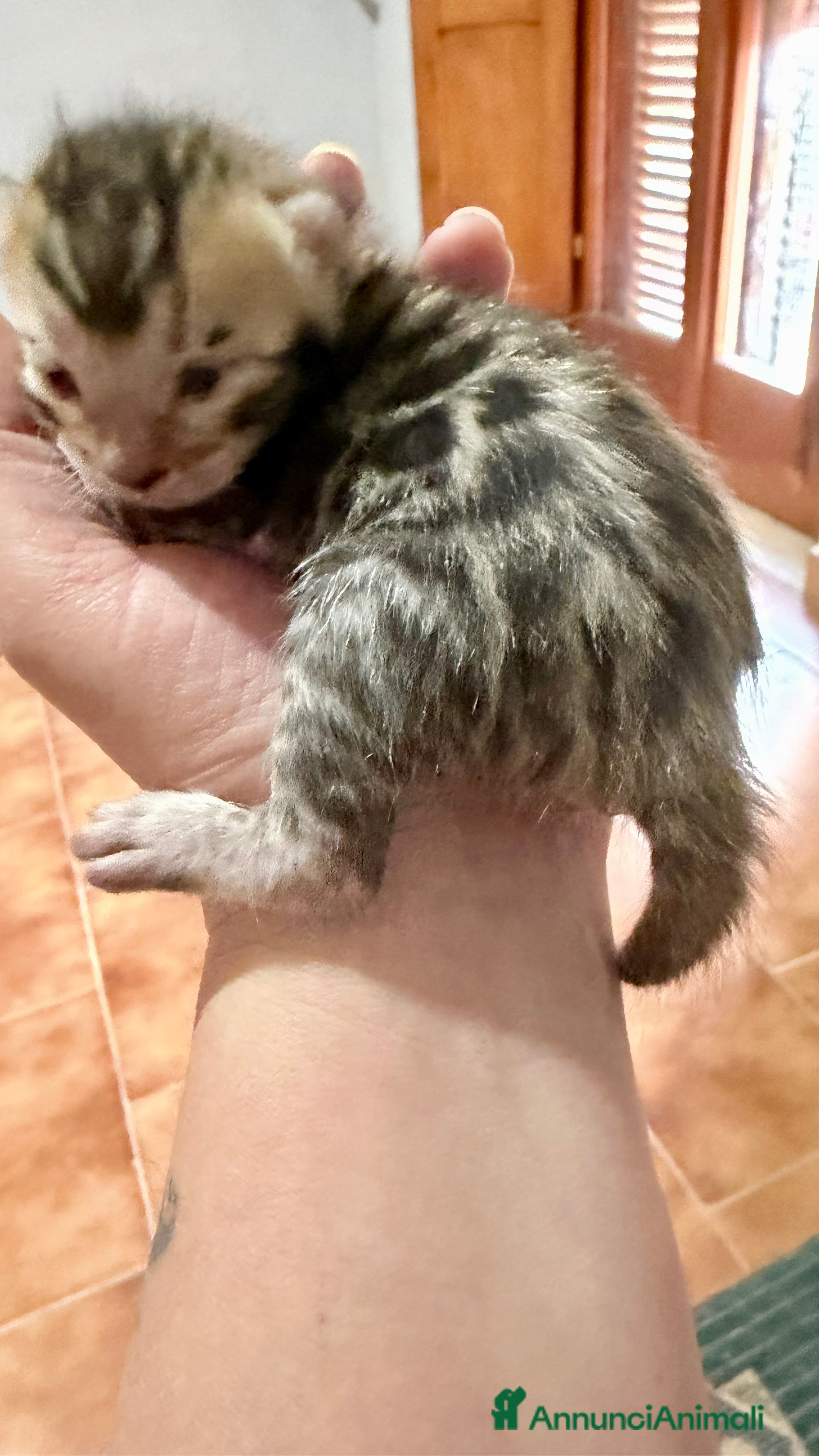 Bengala gatti gatto bengala  - Annuncio 1