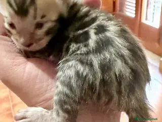 Bengala gatti gatto bengala - Annuncio 3