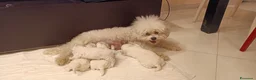 Bichon cani in vendita: Cuccioli Bichon Frisee - Annuncio 7