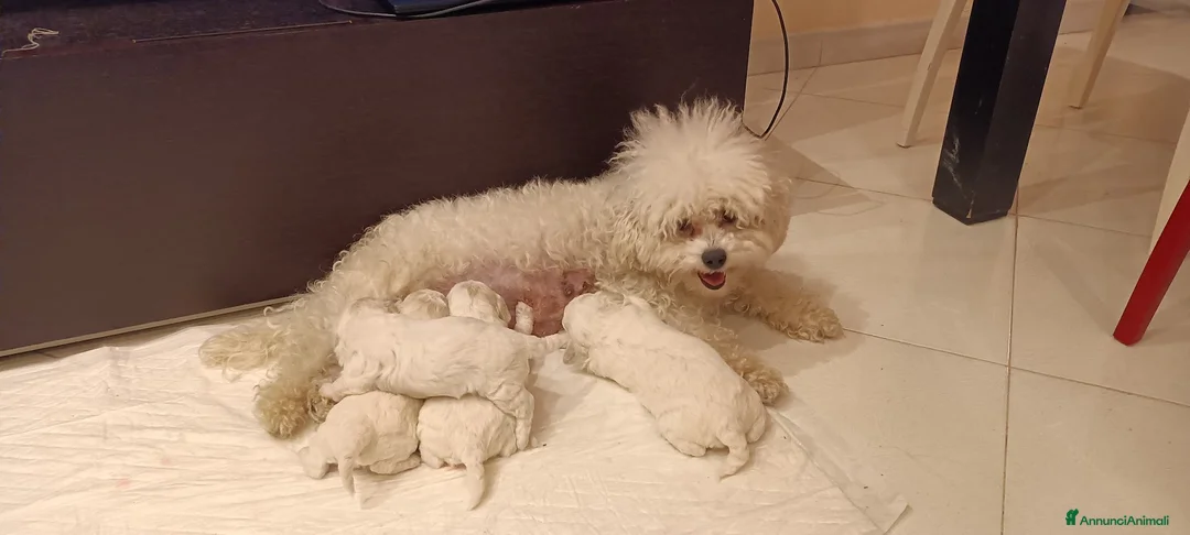 Bichon cani in vendita: Cuccioli Bichon Frisee - Annuncio 7