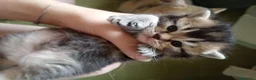 Scottish gatti in vendita: SCOTTISH STRAIGHT - Annuncio 8