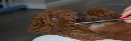 Barboncino Toy cani in vendita: Barboncino Toy rosso  a Città Metropolitana di Venezia - Annuncio 11