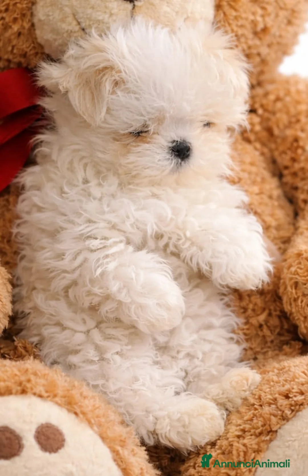 Maltese cani in vendita: cuccioli linea coreana - Annuncio 3