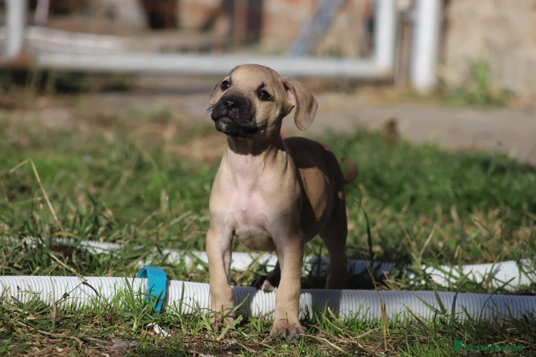 Pitbull cani in vendita: Cuccioli Pit Bull con Pedigree anche a rate - Annuncio 1