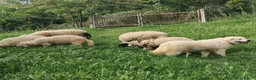 Pastore Abbruzzese Maremmano cani in vendita: cuccioli e cuccioloni di pastore Abruzzese Mar. - Annuncio 9